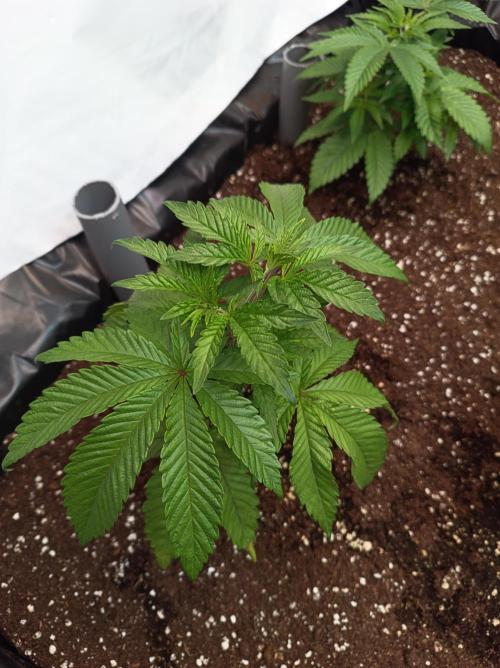 Blueberry Cane. Week 5