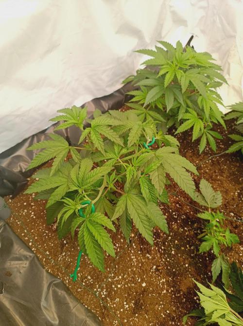 Blueberry Cane. Week 6