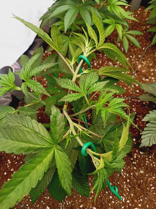 Blueberry Cane. Week 6