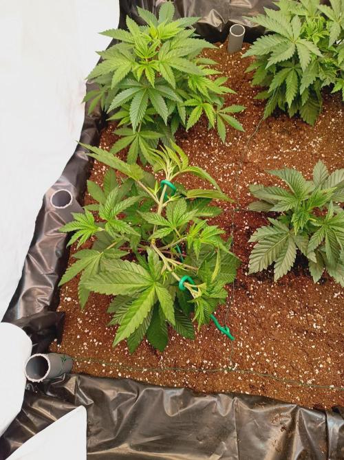 Blueberry Cane. Week 6