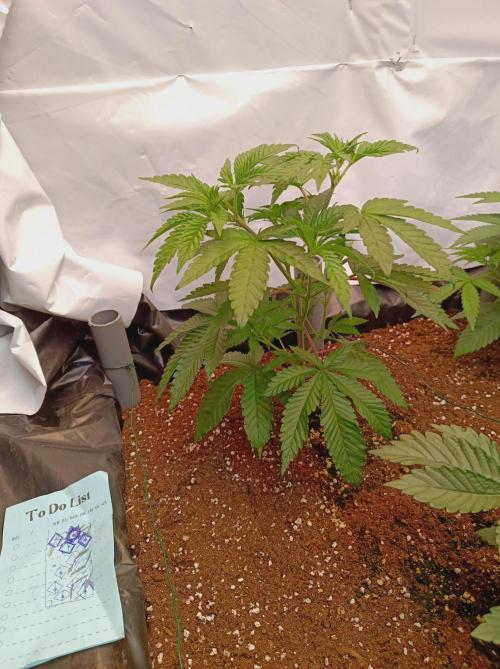 Blueberry Cane. Week 6