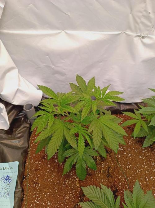 Blueberry Cane. Week 6