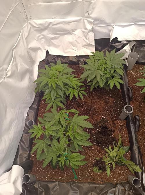 Blueberry Cane. Week 6