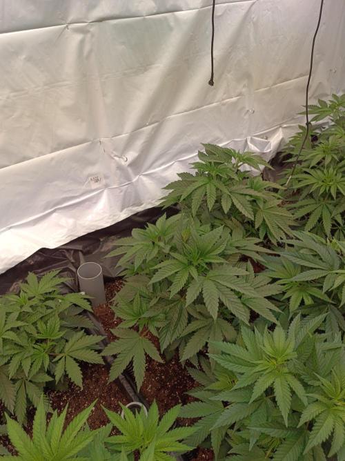 Any Day⛽️🍇🍋. Week 6