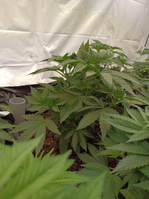 Any Day⛽️🍇🍋. Week 6