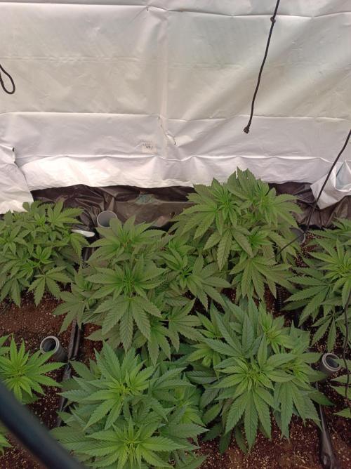 Any Day⛽️🍇🍋. Week 6