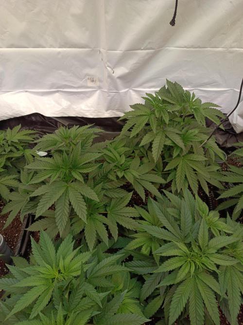 Any Day⛽️🍇🍋. Week 6