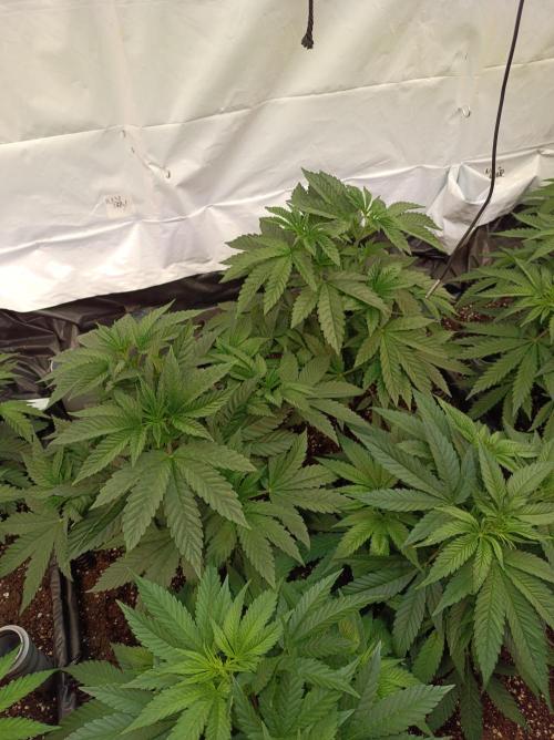 Any Day⛽️🍇🍋. Week 6