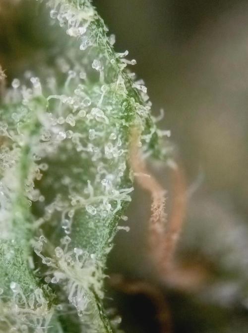 Hella Jelly🍭 Greenhouse. Week 26