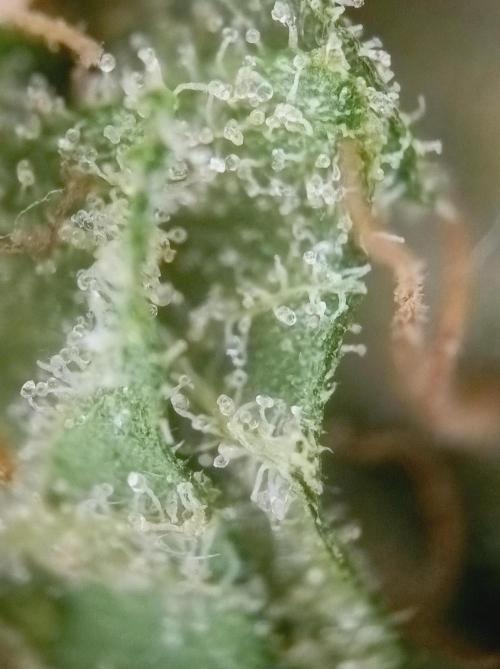 Hella Jelly🍭 Greenhouse. Week 26