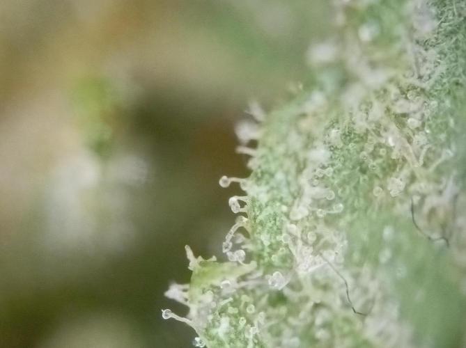 Hella Jelly🍭 Greenhouse. Week 26