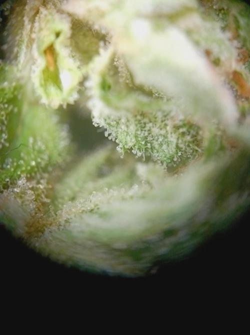 Hella Jelly🍭 Greenhouse. Week 26