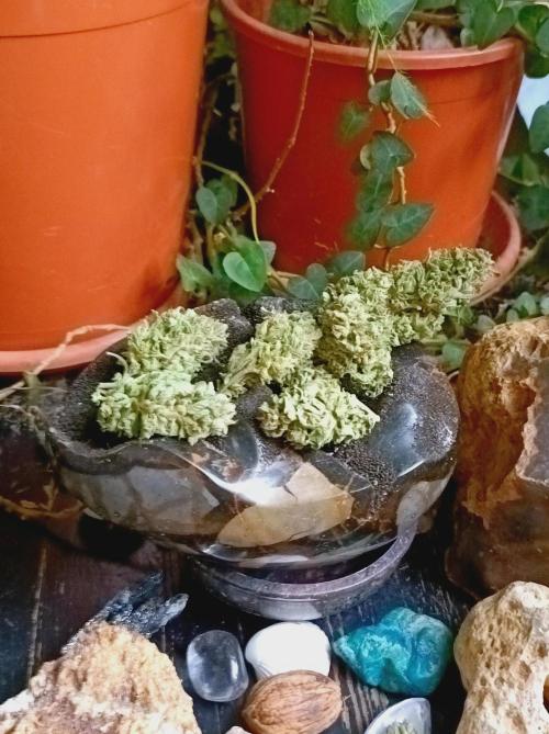 Hella Jelly🍭 Greenhouse. Week 26