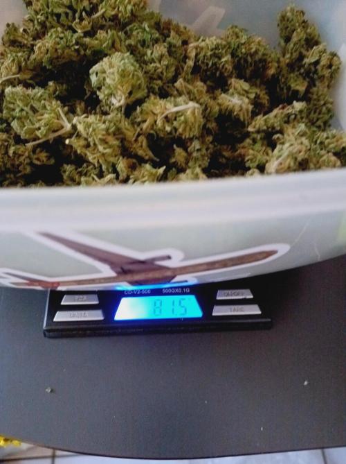 Hella Jelly🍭 Greenhouse. Week 26