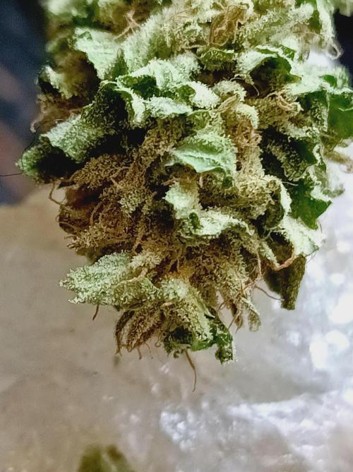 Hella Jelly🍭 Greenhouse. Week 26