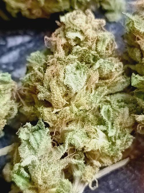 Hella Jelly🍭 Greenhouse. Week 26