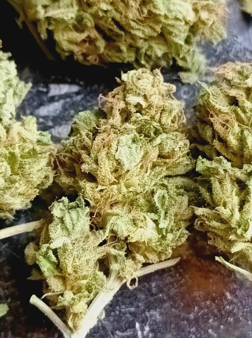 Hella Jelly🍭 Greenhouse. Week 26