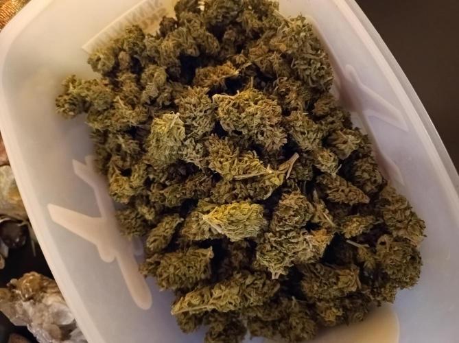 Hella Jelly🍭 Greenhouse. Week 26