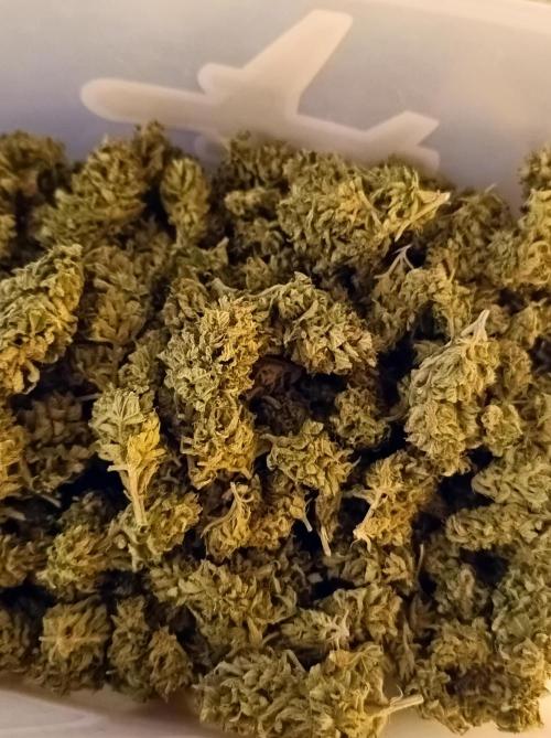 Hella Jelly🍭 Greenhouse. Week 26