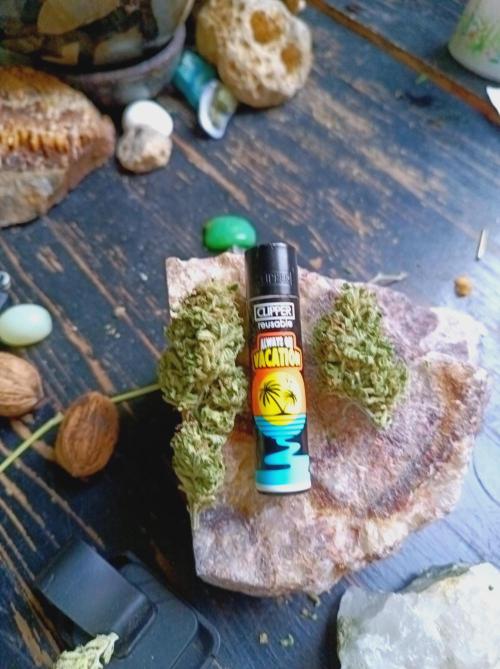 Hella Jelly🍭 Greenhouse. Week 26