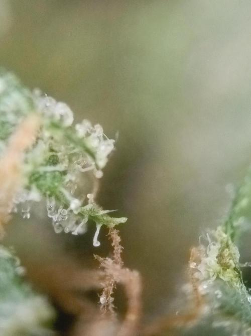 Hella Jelly🍭 Greenhouse. Week 26