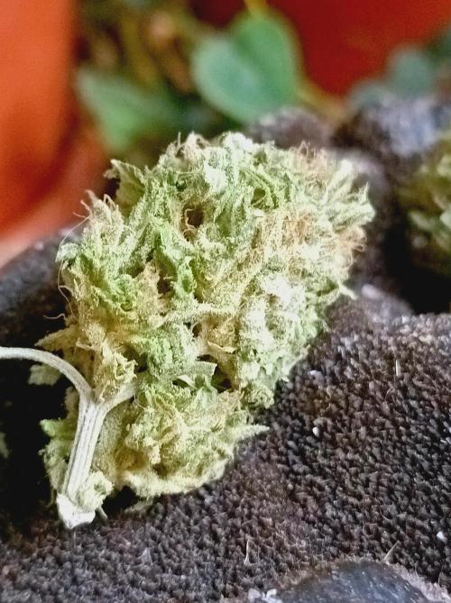 Hella Jelly🍭 Greenhouse. Week 26