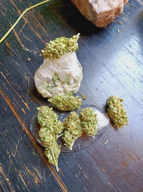 Hella Jelly🍭 Greenhouse. Week 26