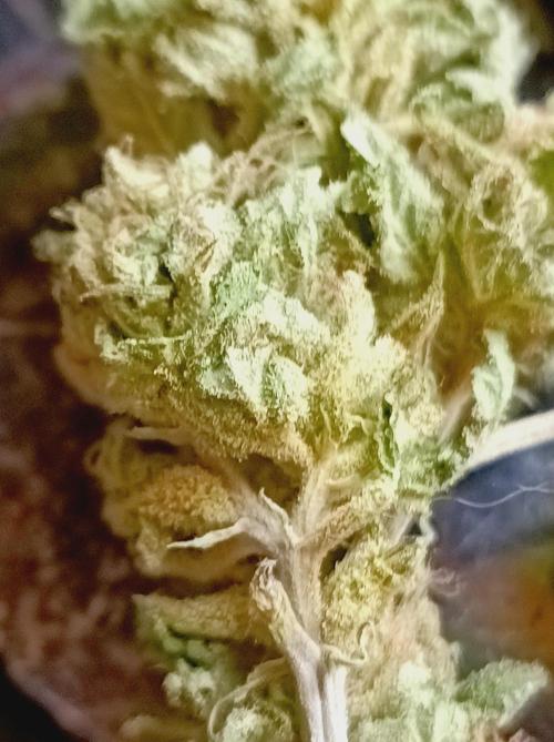 Hella Jelly🍭 Greenhouse. Week 26