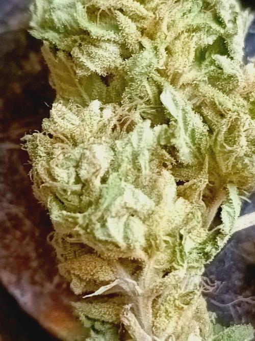 Hella Jelly🍭 Greenhouse. Week 26