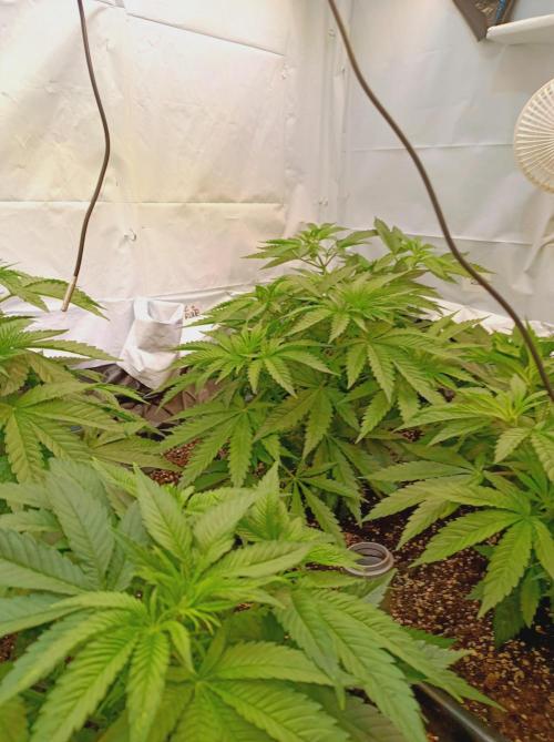 NL x Runtz🌌. Week 6