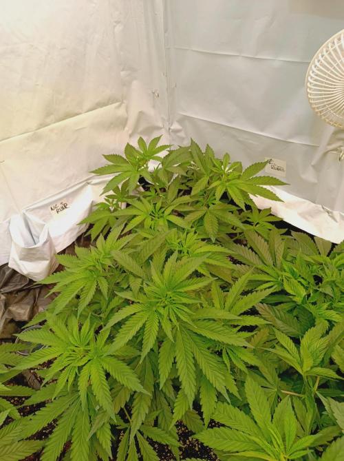 NL x Runtz🌌. Week 6