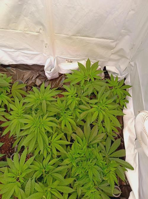 NL x Runtz🌌. Week 6