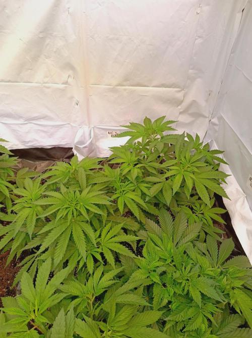 NL x Runtz🌌. Week 6