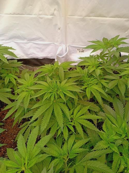 NL x Runtz🌌. Week 6