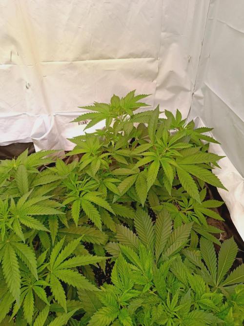 NL x Runtz🌌. Week 6