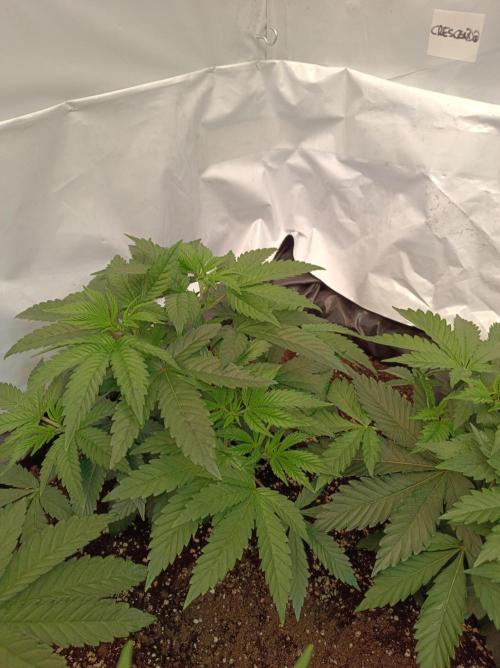 Crescendo 🦖. Week 6