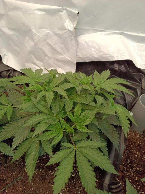 Crescendo 🦖. Week 6