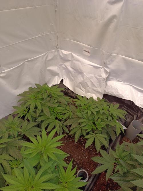 Crescendo 🦖. Week 6