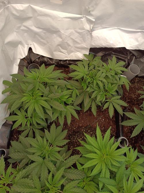 Crescendo 🦖. Week 6