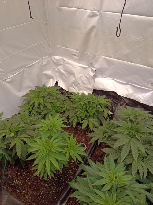 Crescendo 🦖. Week 6