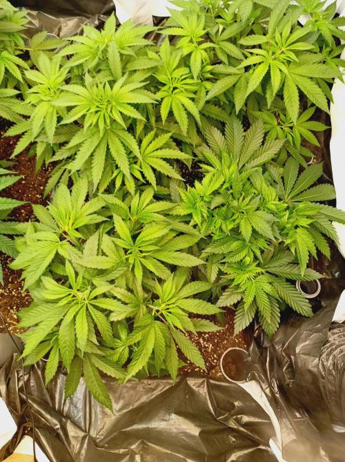 Blue Zushi🍣⛩️. Week 6