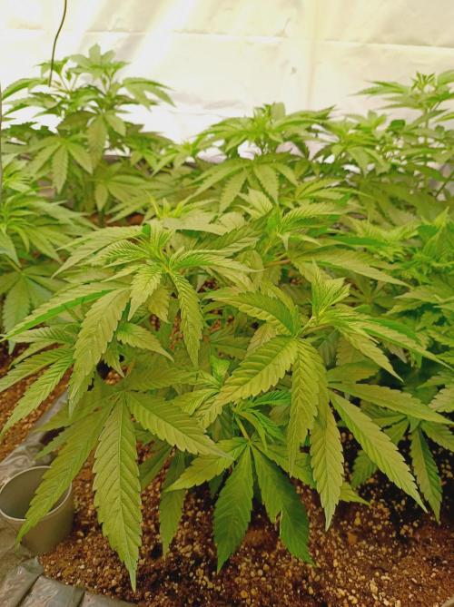 Blue Zushi🍣⛩️. Week 6