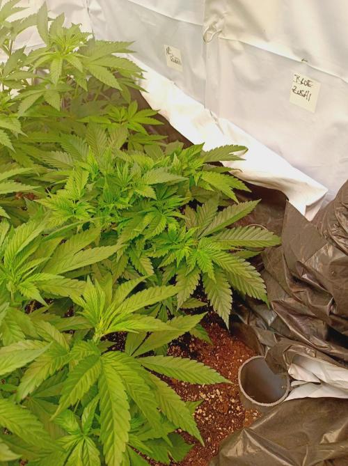 Blue Zushi🍣⛩️. Week 6