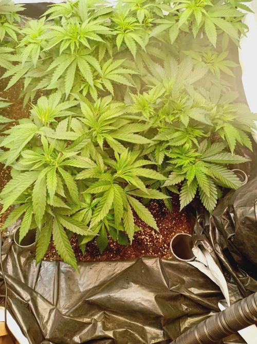 Blue Zushi🍣⛩️. Week 6