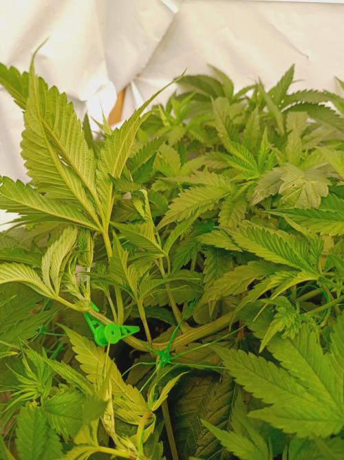 Blueberry Cane. Week 8