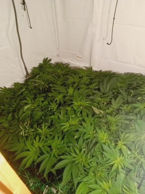 Blueberry Cane. Week 8