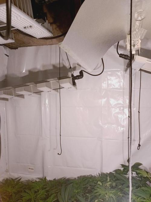 Blueberry Cane. Week 8