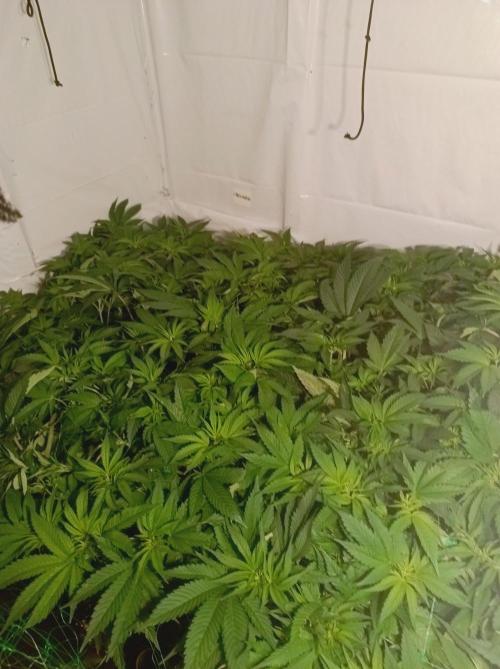 Crescendo 🦖. Week 8