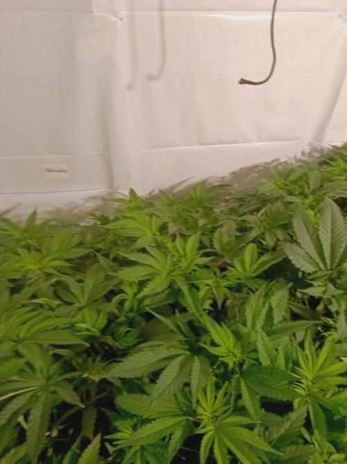 Crescendo 🦖. Week 8