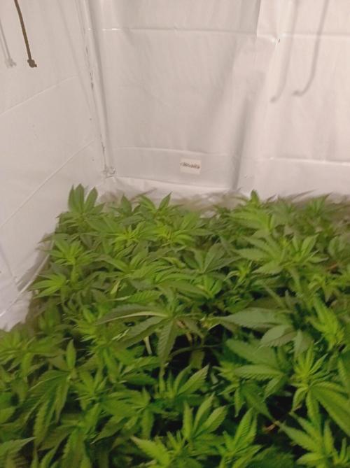 Crescendo 🦖. Week 8